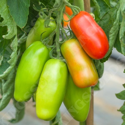 Picture of Tomato Vesuvius F1 (San Marzano type)